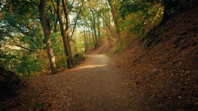 Smooth cinematic footage of a peaceful forest path sloping uphill, surrounded by green trees and autumn leaves. Sunlight filters through branches, creating dappled shadows for nature and travel