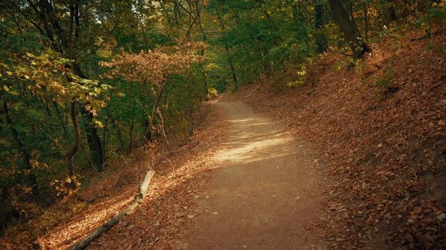 Smooth cinematic footage of a peaceful forest path sloping uphill, surrounded by green trees and autumn leaves. Sunlight filters through branches, creating dappled shadows for nature and travel