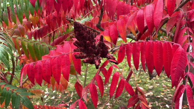 Sumac Plant with Red Autumn Foliage and Fruit Cluster