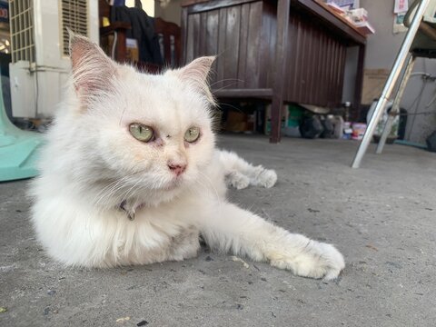 cat on the street