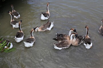 Geese swimming together in murky pond water. © HUANG CHAO-LIN