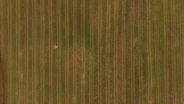 Aerial view of agricultural field with parallel furrows and rows of crops in Inciems, Sigulda Municipality, Latvia.