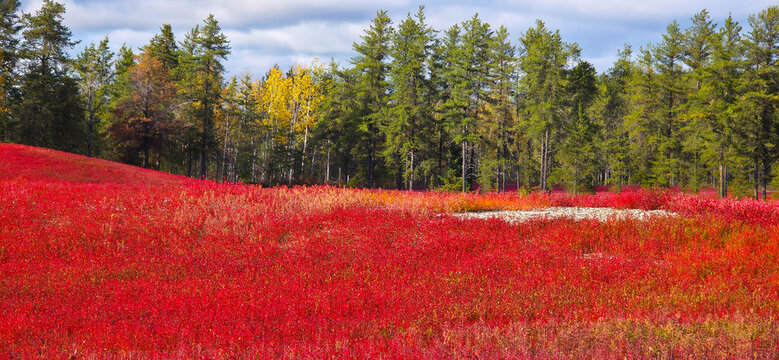A wild blueberry field turns vibrant red during the autumn season in the Lac-Saint-Jean region, Quebec, Canada	