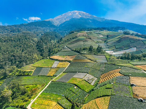 Aerial view of the terraced vegetable fields of Sukomakmur with lush green crops, winding dirt paths, and the majestic Mount Sumbing in Kajoran, Central Java, Indonesia.