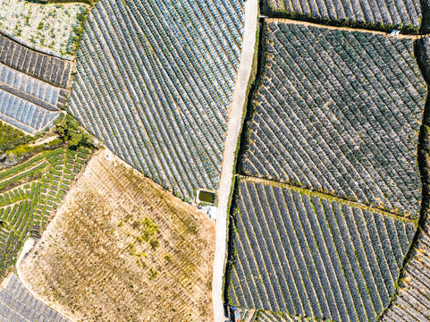 Aerial view of Sukomakmur vegetable terraces with neat rows of crops, a narrow dirt road cutting through the fields, and varied soil textures in Kajoran, Central Java, Indonesia.