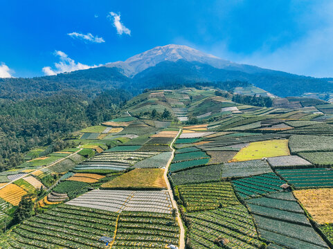 Aerial view of Sukomakmur, featuring terraced vegetable farms on the slopes of Mount Sumbing, with lush green fields, dirt paths, and a clear blue sky in Kajoran, Central Java, Indonesia.