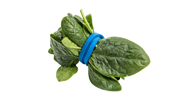 Fresh green spinach leaves bunch tied with a blue rubber band