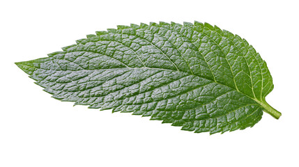 Fresh vibrant green mint leaf with serrated edges and detailed vein texture © Asmud