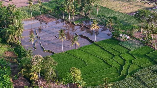 Aerial drone view of flooded rice paddies, coconut palms, and vibrant green terraced fields at Candipuro.