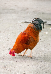 Pecking rooster. Bird foraging for food  © Elly Miller
