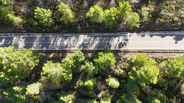 Aerial view of a winding asphalt road through a dense pine forest near Mirador del Coll de Rates de Parcent, with long shadows cast by trees in Alicante, Valencian Community, Spain.