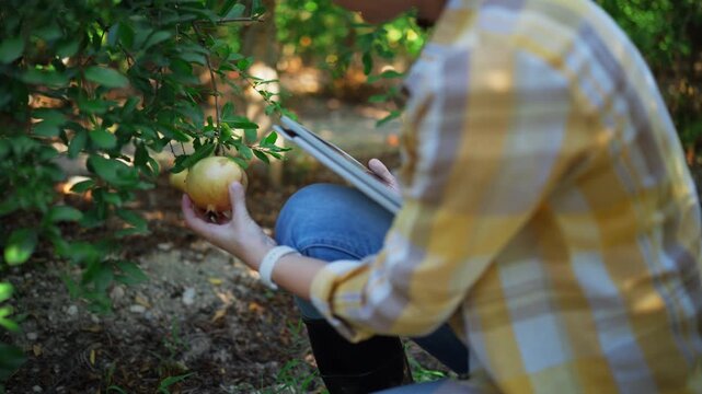 Female agricultural examining ripen fruit and record observations on tablet in commercial orchard. Concept of harvest quality control,fruit maturity assessment,crop management, agricultural production
