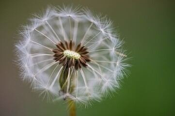 Detailed macro photograph of a dandelion seed head with pappus © Filip