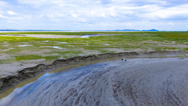 Hangzhou Dajiangdong Ecological Wetland Mudflats and Marsh Grass Landscape