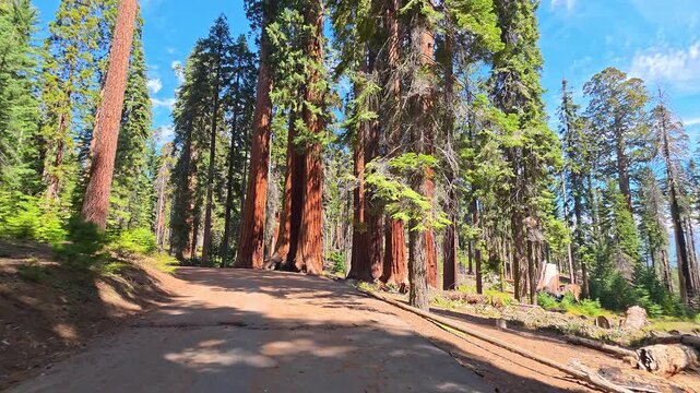 Dirt trail passes through a majestic grove of giant sequoias in California, Forest footage explores towering ancient trees under clear afternoon light