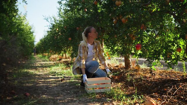 Female farm worker carrying wooden harvest crate between rows of pomegranate trees in orchard. Agricultural labor, seasonal harvest preparation, rural life,fresh food production in countryside
