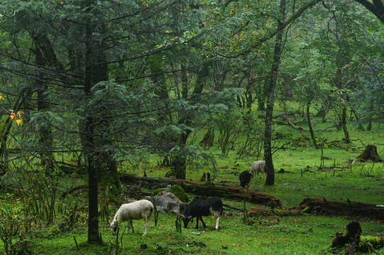 Cattle grazing in a lush forest clearing in Lijiang, Yunnan, China