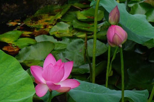 Pink Lotus Flower and Buds Among Green Leaves in a Kunming Pond