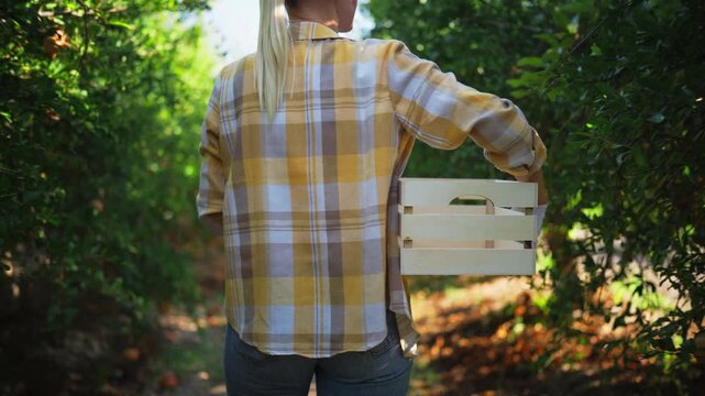 Female agricultural worker carrying an empty wooden crate along rows of pomegranate trees in rural orchard. Seasonal farm duties, harvest logistics, fruit cultivation, crop collection preparation