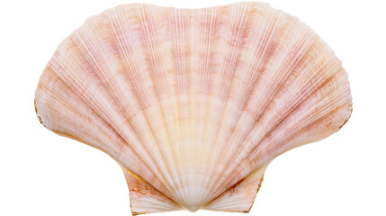 Pink and white fan shaped scallop seashell with radial ridges © Uxia