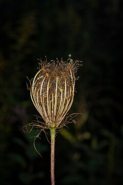 Dried wild carrot seed head or Queen Anne lace curled into a nest shape against dark background in autumn