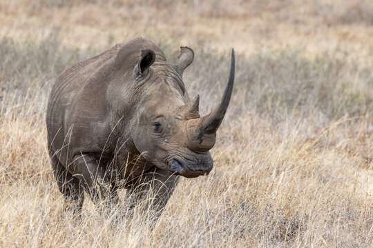 A male white rhinoceros, or square-lipped rhino, Ceratotherium simum, in Nairobi National Park, Kenya. The largest of the rhinoceros species and near threatened.