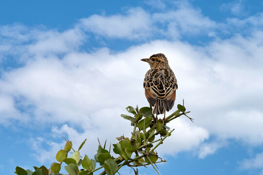 Rufous-naped lark, Corypha africana, perched on an acacia branch in Nairobi National Park, Kenya, widespread across sub-Saharan Africa. Soft sky background with space for text