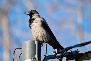 crow on a fence © smirs