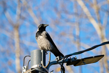 crow on a branch © smirs