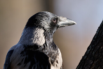 crow on the ground © smirs