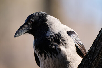 crow on the ground © smirs