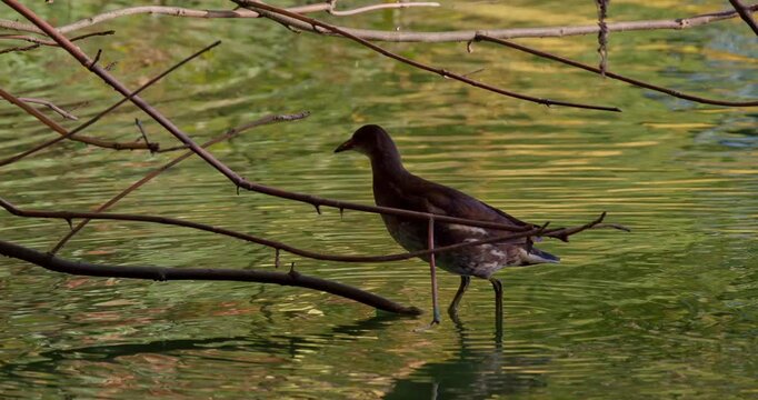 Juvenile common moorhen standing on a tree branch over water, jumping into the pond and swimming away