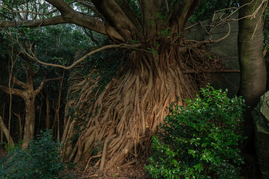 天草のラピュタ　巨岩に無数に根を張るアコウの巨木　Ficus superba