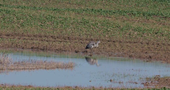 Grey heron standing in a puddle and shaking its wings on a hot day with heat haze
