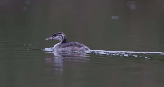 Close-up of a juvenile great crested grebe swimming on calm water