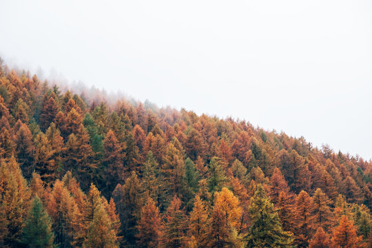 Nature background with colorful autumn forest surrounded by white haze in the Alps. Mountain landscape.