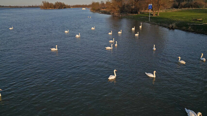 Flock of white swans swimming on the Danube river © Kokhanchikov