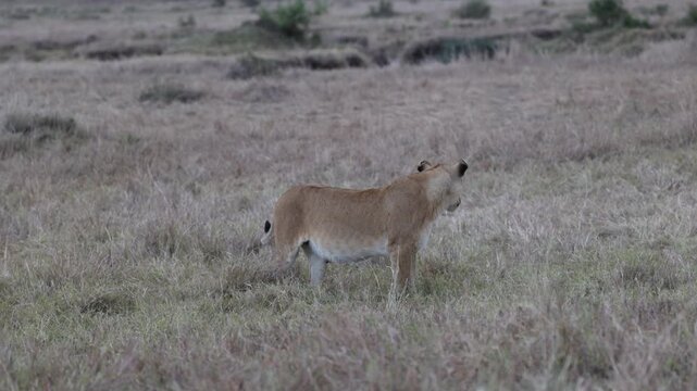 An African lioness walks steadily through dry savannah grassland across the open plains - Masai Mara National Reserve, Kenya | African safari wildlife nature documentary 4K B-roll