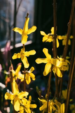Close-up of bright yellow forsythia flowers on branches
