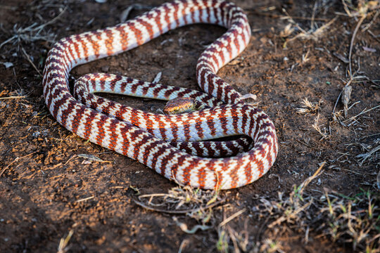 Brown tree snake or Boiga irregularis in the Kimberley
