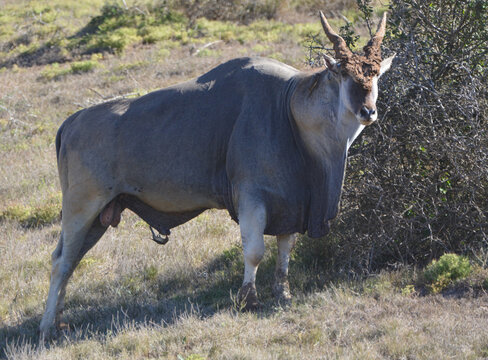 Common eland bull Taurotragus oryx with horns caked in mud from wallowing standing in grassland with Red-billed oxpecker Buphagus erythrorynchus clinging to prepuce sheath area foraging for ticks. 