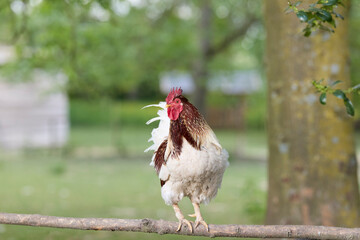 A handsome white and brown rooster perches alertly on a rustic wooden branch in a lush green farmyard setting. © erwin