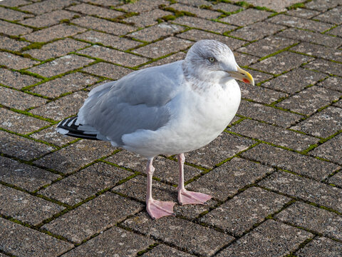 Juvenile herring gull, Larus argentatus, on a pavement