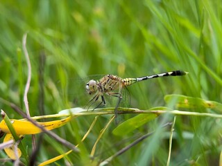 Green marsh hawk dragonfly (Orthetrum sabina) perched on a thin plant stem, showing its black and white banded tail and transparent wings © saif