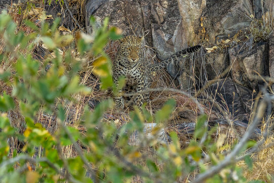leopard looking for prey in African savanna botswana  (Panthera pardus)
