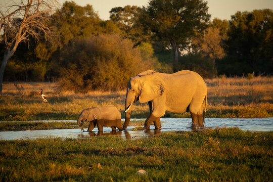 herd of African elephants at sunset Botswana (Loxodonta africana)