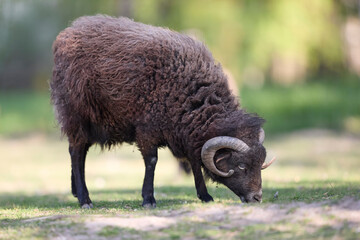 A dark brown horned ouessant ram grazing peacefully on fresh green grass in a sunlit meadow on a farm. © erwin