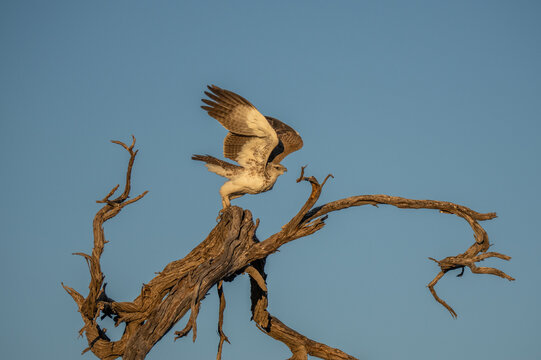 a short-toed eagle ( Circaetus gallicus ).