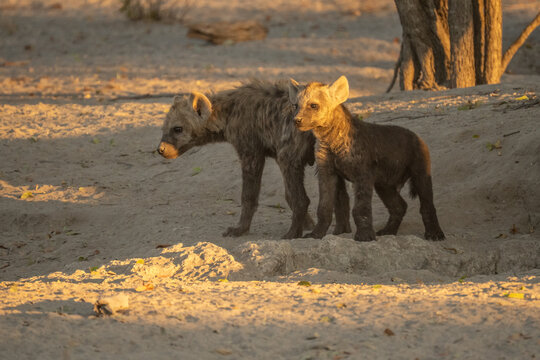 Hyena, detail portrait. Spotted hyena, Crocuta crocuta, angry animal near the water hole, dark forest with trees. Animal in nature, Okavango, Botswana. Wildlife Africa.