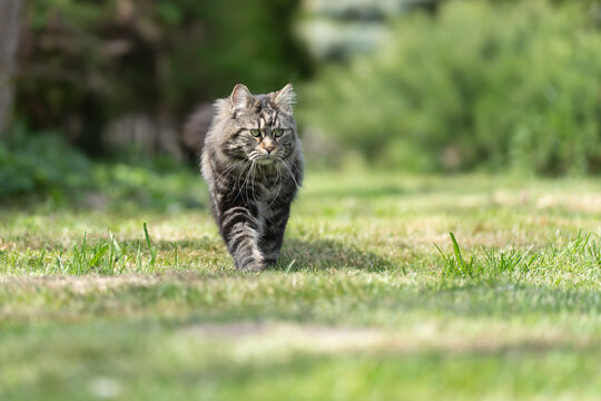 A fluffy grey cat walking carefully through a lush green grassy yard in daylight with domestic
